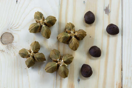 Plukenetia volubilis, commonly known as sacha inchi or Inca peanut. Selective focusの写真素材