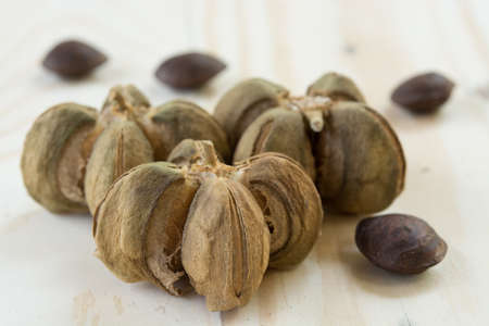 Plukenetia volubilis, commonly known as sacha inchi or Inca peanut. Selective focusの写真素材