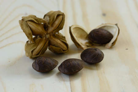 Plukenetia volubilis, commonly known as sacha inchi or Inca peanut. Selective focusの写真素材