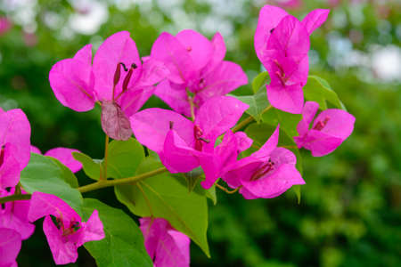 Pink bougainvillea flowersの写真素材