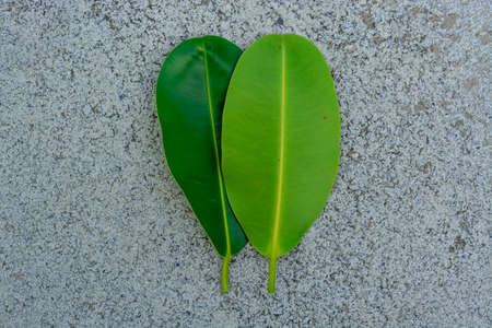 Background and texture green leaves on the cement floorの写真素材