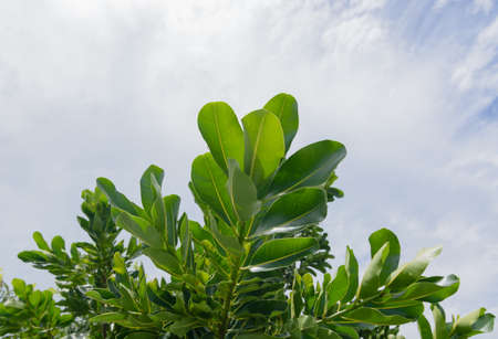 Leaf with rain holding a sky backgroundの写真素材