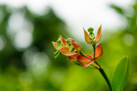 Trees bird mascot, pink flowers shaped like birds, a garden crop to auspiciousness thailand