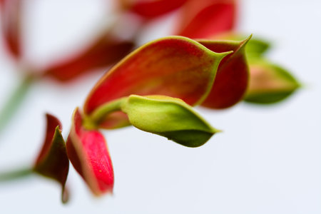 Trees bird mascot, pink flowers shaped like birds, a garden crop to auspiciousness thailandの写真素材