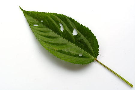 Beautiful green leaves on a white background for print and background