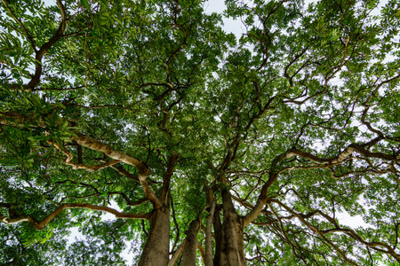 Vista superior del arbol
