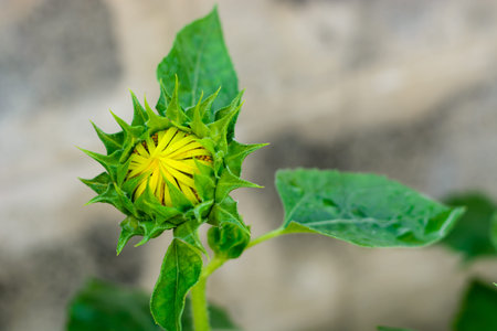 Sunflower on background blurの写真素材