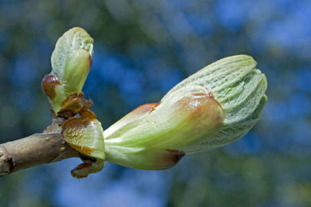 chestnut bud before come in flower の写真素材