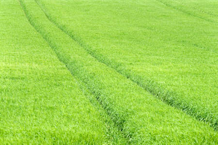 lines in green fieldの写真素材