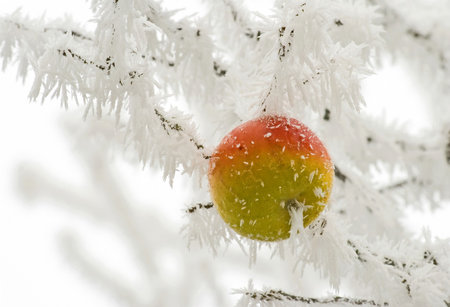 an apple hanging at tree covered with white frostの写真素材