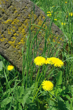 close up from an old tombstone from ancient Jewish cemeteryの写真素材