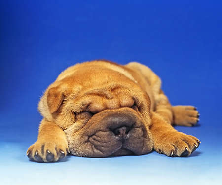 basset puppy sleeping in a blue backgroundの写真素材