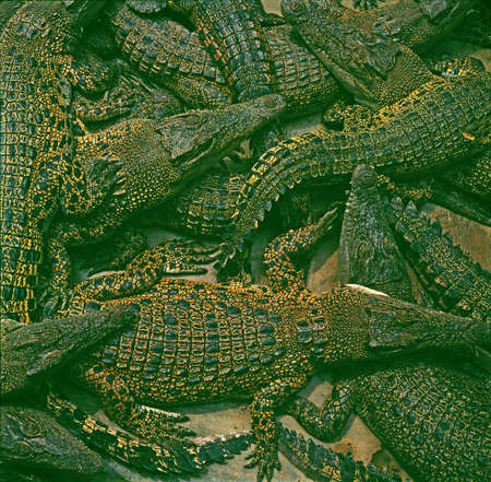 group of crocodiles laying togetherの写真素材