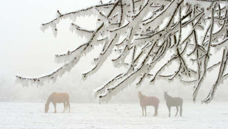 three horses behind a white frosted branchesの写真素材