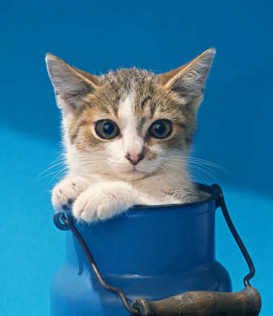 kitten sitting in blue milk canの写真素材