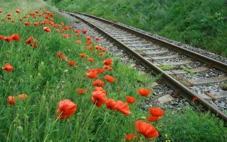 railroad with poppy flowersの写真素材