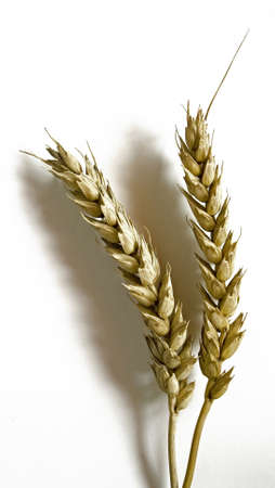 Two spikes of wheat isolated in whiteの写真素材