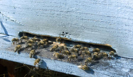 industrious bees in front of a  beehiveの写真素材