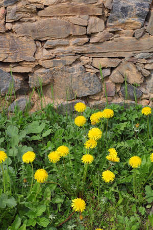 dandelions by old stone wallの写真素材