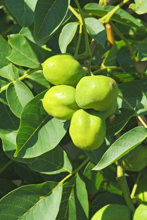 branch with a four green unripe walnuts