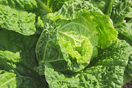 Close up of a head of kale