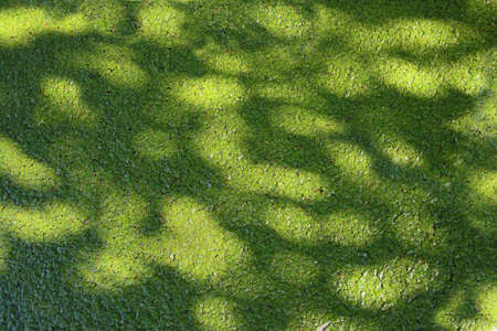 Green structure at the water surface created by water plant leaves.の写真素材