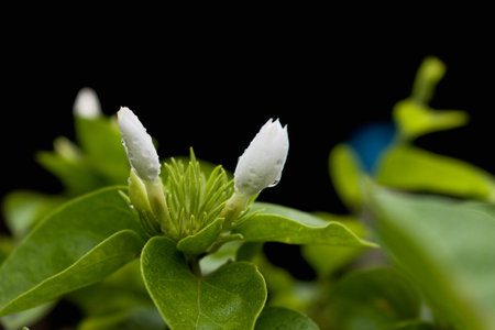 Blooming mogra flower(Jasminum sambac) during mansoons.