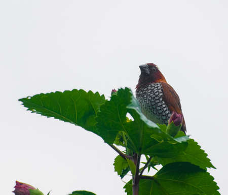 Scaly breasted munia bird sitting on the top of tree leaf.の写真素材