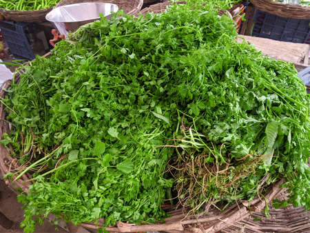Collection of coriander leaves for sale in the market.の写真素材