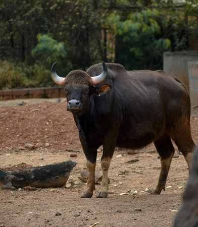 Indian male gaur stating in an open field, Karnataka, India