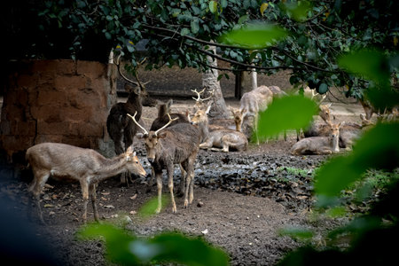 Sika deer standing in its habitat.の写真素材
