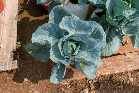 cabbage harvesting using modern technology in the farm