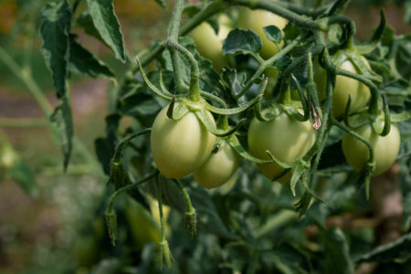 unripened green tomatoes harvesting in the farm