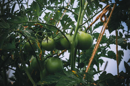 tomato plantation in the fieldの写真素材