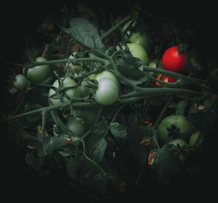 tomato plantation in the fieldの写真素材