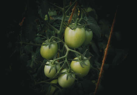 tomato plantation in the field closeup shotの写真素材