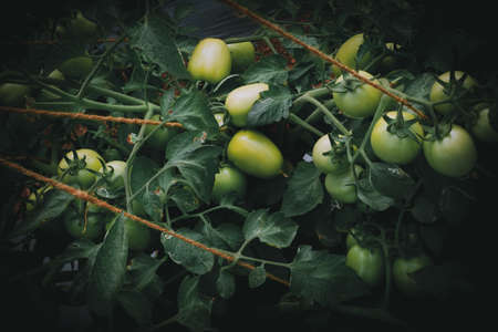 tomato plantation in the fieldの写真素材