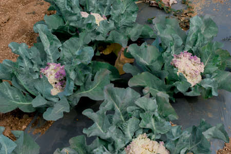 cauliflower plantation using modern technologyの写真素材