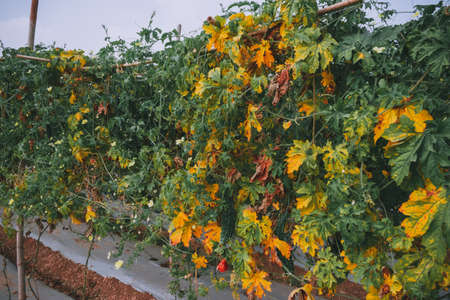bitter gourd cultivation in the fieldの写真素材