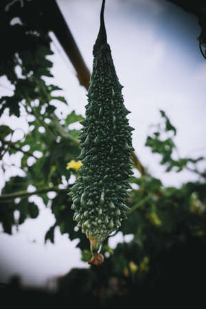 closeup shot of bitter gourdの写真素材