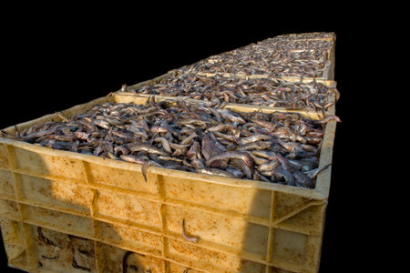 Collection of large quantity of fish in the fish containers ready to export isolated on black.