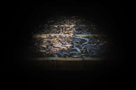 Collection of large quantity of fish in the fish containers ready to export isolated on black.の写真素材
