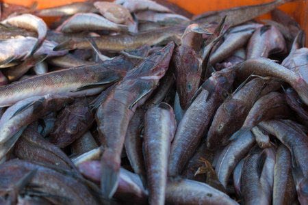 Close up shot of wanieso lizard fish for sale in the fish market.