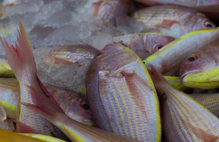 Northern red snapper fish close up shot,kept in ice to maintain freshness.の写真素材