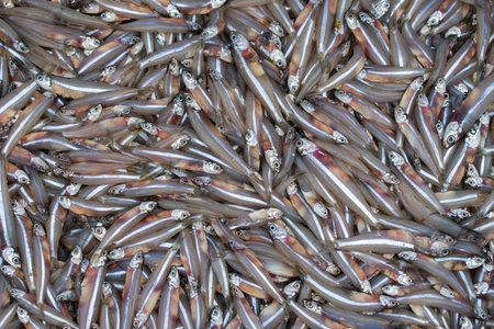 Anchoviella lepidentostole fish background, brazilian fish for sale in the market, Mangalore...
