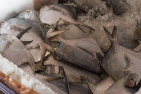 American silver pomfret kept on ice ready to export.