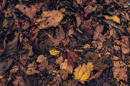 Autumn dry fallen leaves ,textured vintage fallen leaves background.