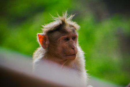 Portrait of cute curious Indian baby monkey.の写真素材