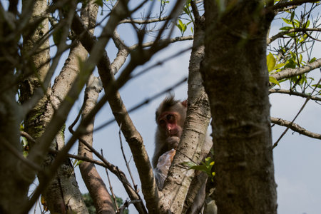 Monkey resting on the tree.の写真素材