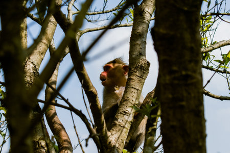 Monkey resting on the tree.の写真素材